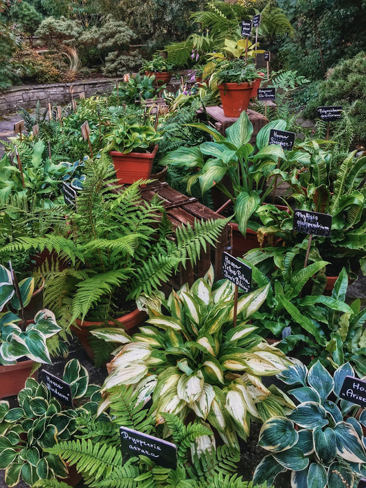 green and yellow flower plants