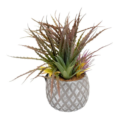 Succulents in Large Lattice Design Grey Pot-2