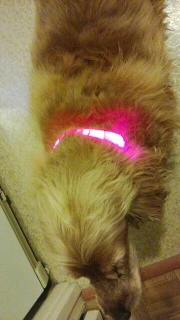 YUDODO Nylon LED Pet Dog Collars for animals Night Safety Flashing Glow Dog Leash Dogs Luminous Fluorescent Collars Pet Supplies - petguardiansupplies