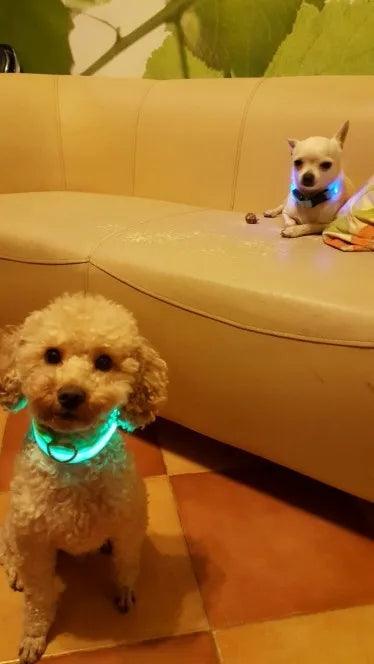 YUDODO Nylon LED Pet Dog Collars for animals Night Safety Flashing Glow Dog Leash Dogs Luminous Fluorescent Collars Pet Supplies - petguardiansupplies