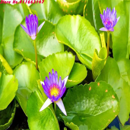 High Quality Natural Lotus Blossom Fragrant Dried Flowers Beauty Care Soap Candle Making Homemade Fragrance Home Decor Incense - petguardiansupplies