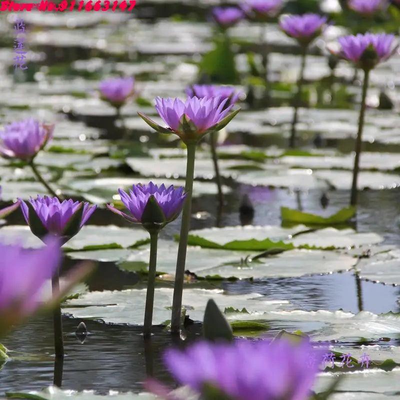 High Quality Natural Lotus Blossom Fragrant Dried Flowers Beauty Care Soap Candle Making Homemade Fragrance Home Decor Incense - petguardiansupplies