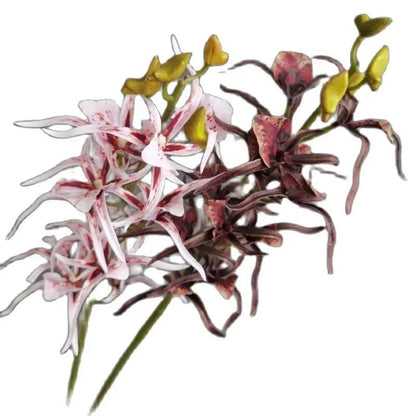 One Faux Single Stem Spider Orchid 34" Length Simulation Real Touch Dendrobium for Wedding Home Decorative Artificial Flowers - petguardiansupplies