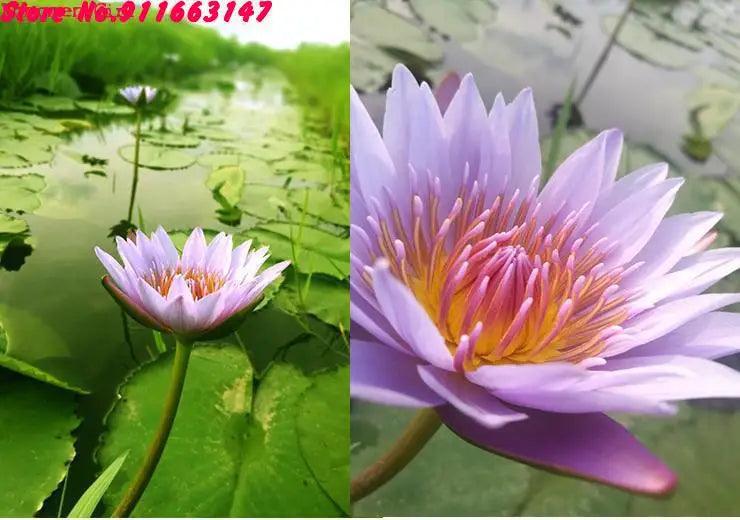 High Quality Natural Lotus Blossom Fragrant Dried Flowers Beauty Care Soap Candle Making Homemade Fragrance Home Decor Incense - petguardiansupplies